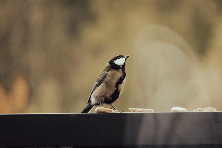 Beginner Tips for Backyard Birdwatching: A Simple Guide to Get Started